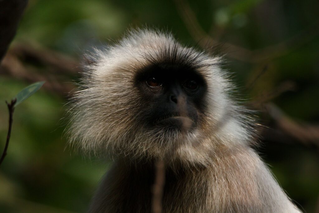 Wildlife Photography in India: A Safari Adventure